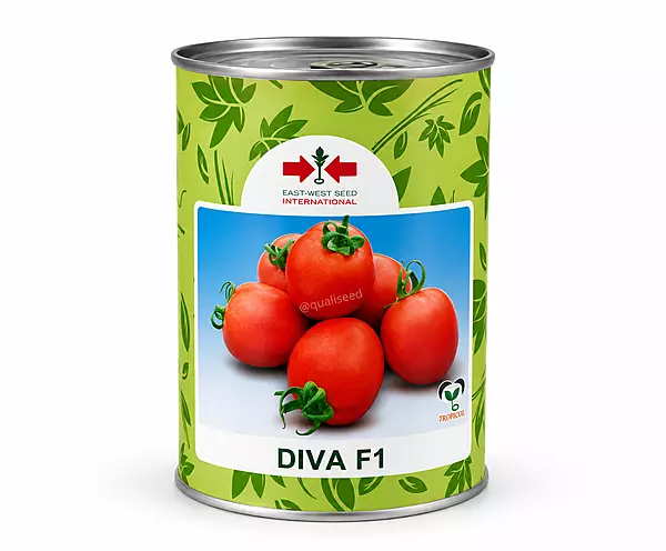 TOMATO DIVA F1