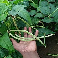 PLANT COWPEA - SEDI KARAMANI | செடி காராமணி