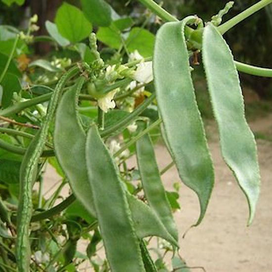 Lablab Bush (செடி அவரை)