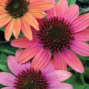CHEYENNE SPIRIT CONEFLOWER (ECHINACEA PURPUREA ‘CHEYENNE SPIRIT’)