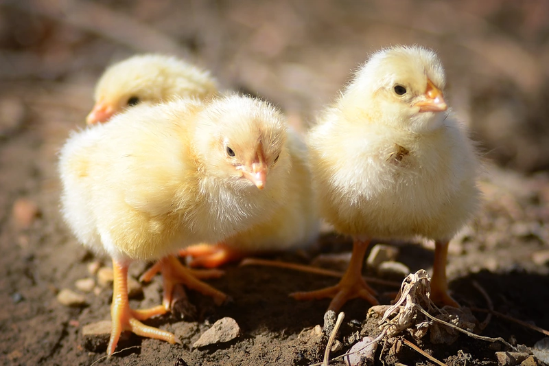 20% Chick Starter & Developer.