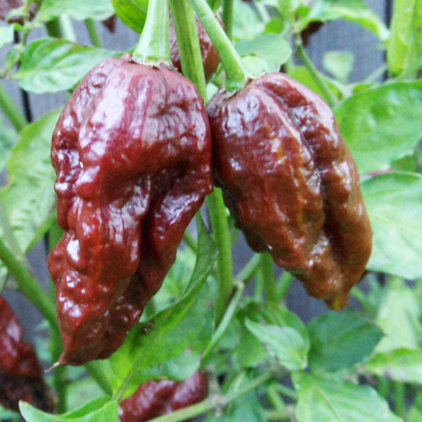 Chocolate Ghost Chili Pepper Dried Whole Pods (kg)
