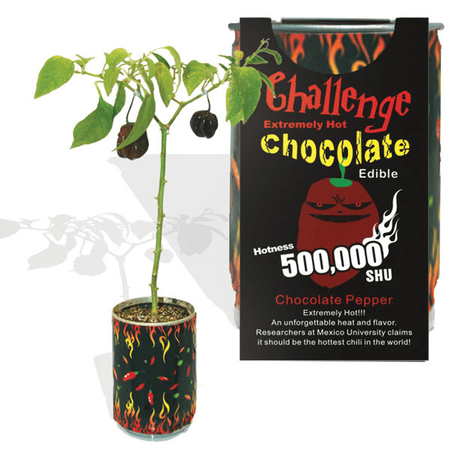 Chocolate Habanero Pepper Growing Kit
