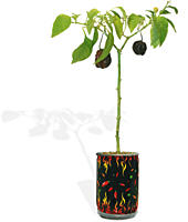 Trio Box Peppers Growing Kit