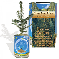 Christmas Tree (Fir) Growing Kit - Water, Watch it Grow!