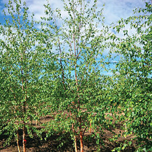 PAPER BIRCH (BETULA PAPYRIFERA)