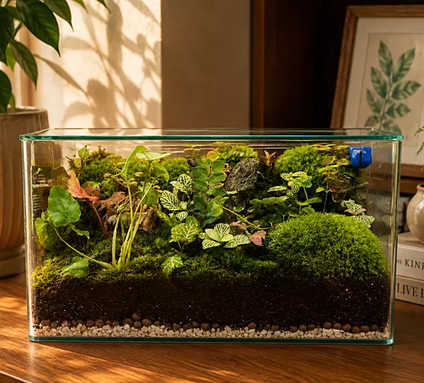 Lush Forest Rectangular Terrarium – Miniature Green Landscape