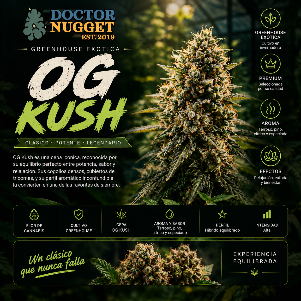 Dr. Nugget OG Kush THC Flor