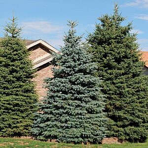 COLORADO SPRUCE (PICEA PUNGENS)