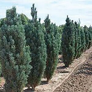 COLUMNAR SCOTCH PINE (PINUS SYLVESTRIS ‘FASTIGIATA’)