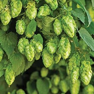 COMMON HOPS VINE (HUMULUS LUPULUS)