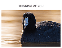 CB Photography American Coot