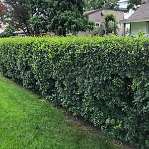 COTONEASTER (COTONEASTER LUCIDUS)