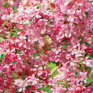 COURAGEOUS CRAB (MALUS X ‘DURLAWRENCE’)