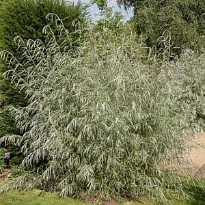 COYOTE WILLOW (SALIX EXIGUA)