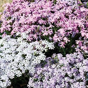 EMERALD PINK CREEPING PHLOX (PHLOX SUB. ‘EMERALD PINK’)