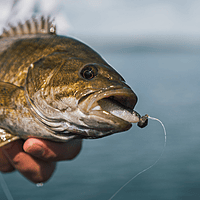 Rapala Crush City The Suspect