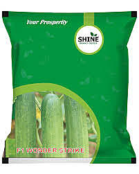 CUCUMBER F1 WONDER STRIKE-10GM CUCUMBER F1 WONDER STRIKE-10GM