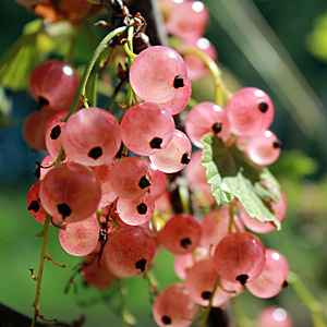 Pink Champagne Currant