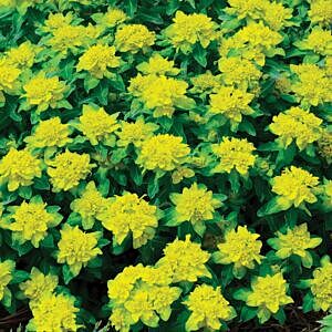 CUSHION SPURGE (EUPHORBIA POLYCHROMA)