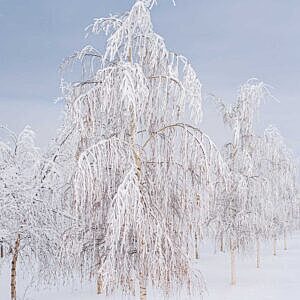 CUT LEAF WEEPING BIRCH (BETULA PENDULA LACINATA)