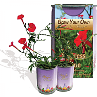 Cypress Vine Flower Growing Kit
