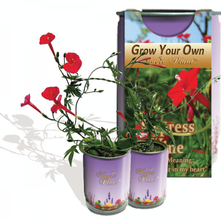 Cypress Vine Flower Growing Kit