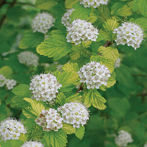 DART'S GOLD NINEBARK (PHYSOCARPUS OPULIFOLIUS ‘DART’S GOLD’)