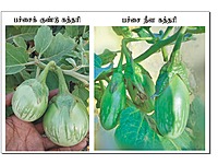 GREEN BRINJAL  | பச்சை கத்தரிக்காய்