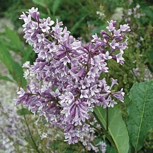 DONALD WYMAN PRESTON LILAC (SYRINGA PRESTONIAE 'DONALD WYMAN')