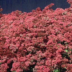 DRAGON'S BLOOD STONECROP (SEDUM SPURIUM ‘DRAGON’S BLOOD’)