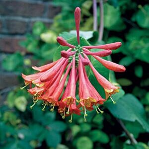 DROPMORE SCARLET HONEYSUCKLE VINE (LONICERA BROWNII ‘DROPMORE SCARLET’)