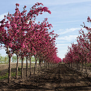 THUNDERCHILD FLOWERING CRABAPPLE (MALUS X ADSTRINGENS 'THUNDERCHILD') THUNDERCHILD FLOWERING CRABAPPLE (MALUS X ADSTRINGENS 'THUNDERCHILD')