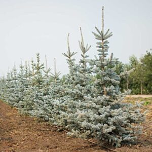 HOOPSII SPRUCE (PICEA PUNGENS 'HOOPSII')