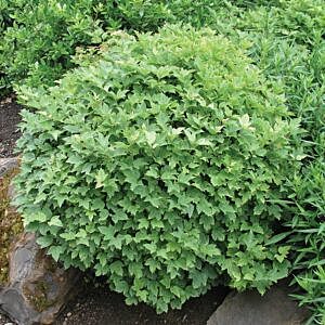 DWARF EUROPEAN CRANBERRY (VIBURNUM OPULUS ‘NANUM’)