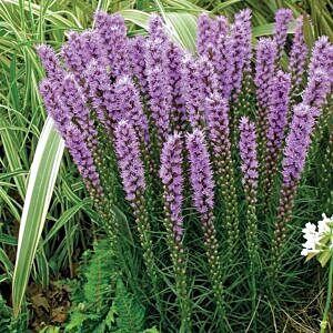 PURPLE DWARF GAYFEATHER (LIATRIS SPICATA 'KOBOLD')
