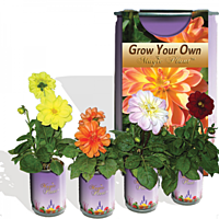Dahlia Flower Growing Kit