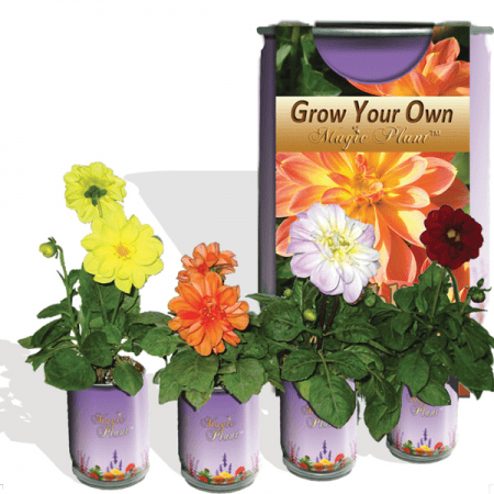 Dahlia Flower Growing Kit