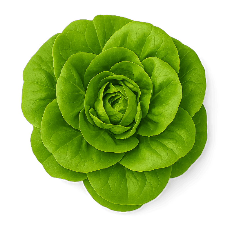 Butter Lettuce 150g