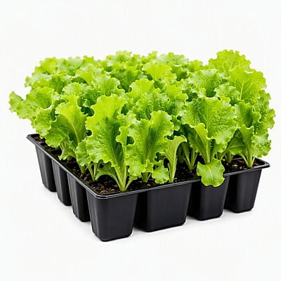 Lettuce – Crisp Green Seedling Tray