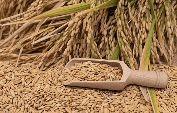Paddy Rice / Dhaan