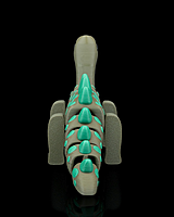 Diplodocus Flexi Dinosaur