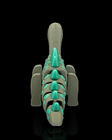 Diplodocus Flexi Dinosaur