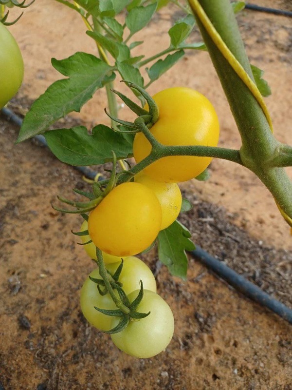 Yellow Wild Tomato | மஞ்சள் காட்டு தக்காளி