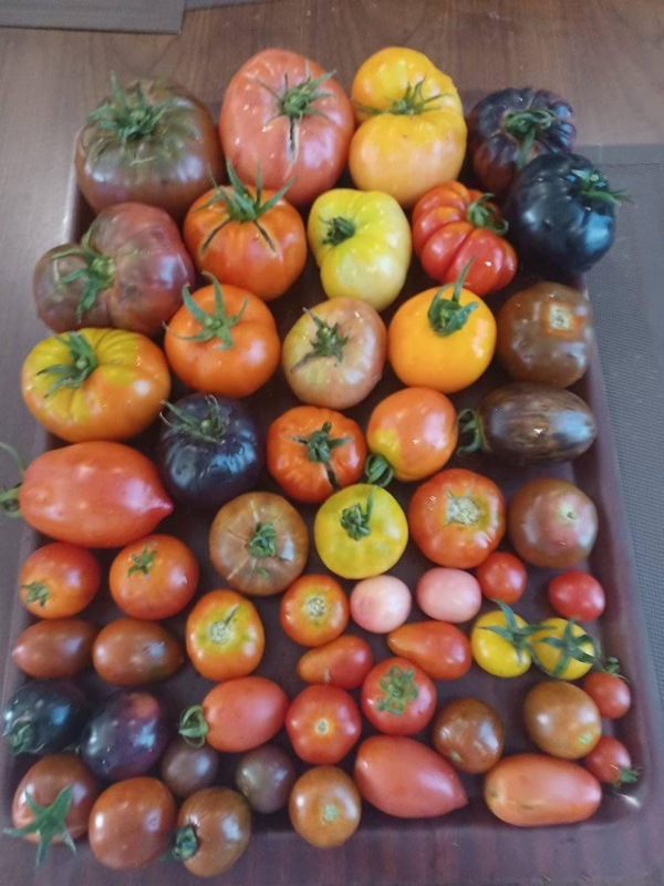 பல நிற தக்காளி  | Mixed Varity Tomato