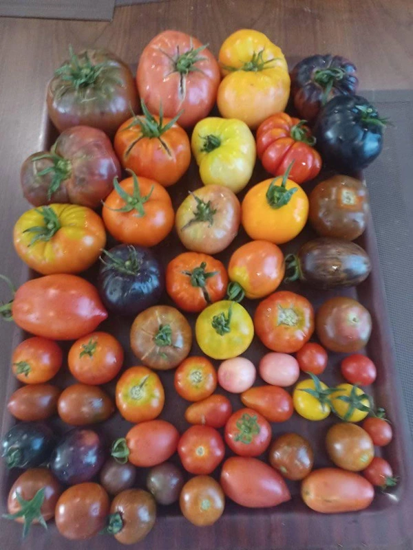 பல நிற தக்காளி  | Mixed Varity Tomato