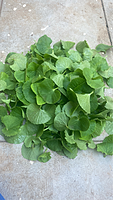 Vallarai Plant | நாட்டு வல்லாரை நாற்று