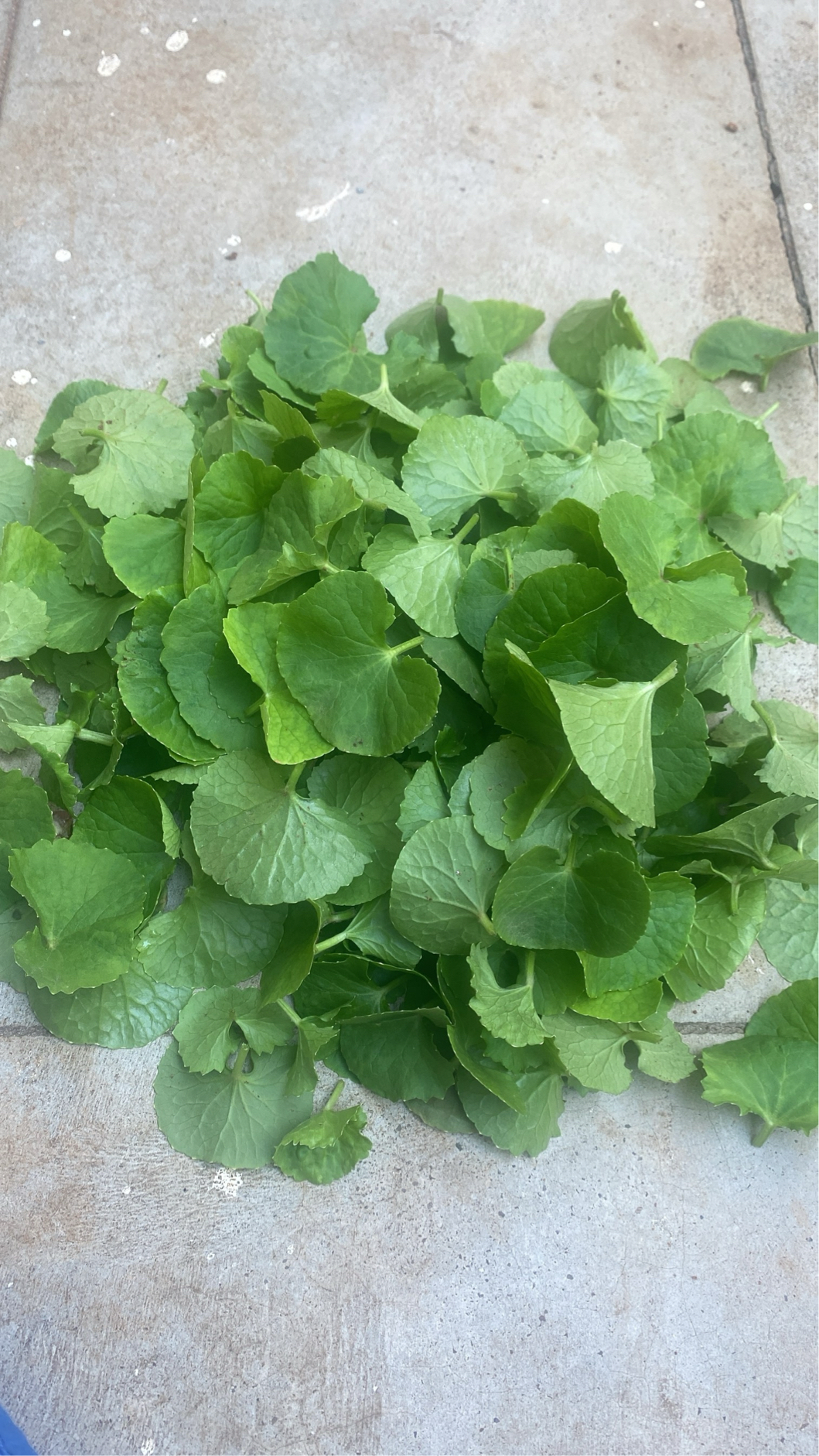 Vallarai Plant | நாட்டு வல்லாரை நாற்று