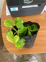 Vallarai Plant | நாட்டு வல்லாரை நாற்று