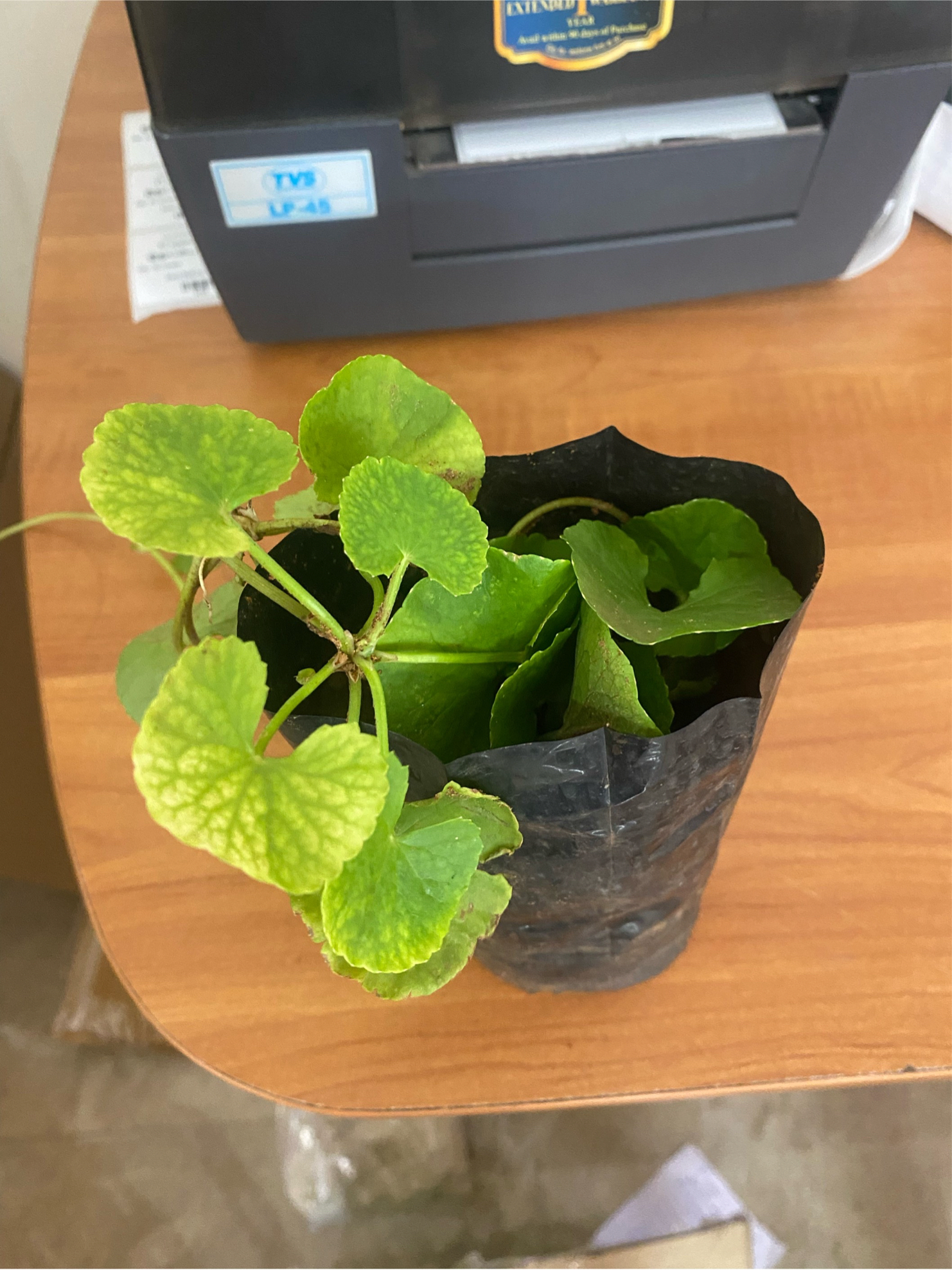 Vallarai Plant | நாட்டு வல்லாரை நாற்று